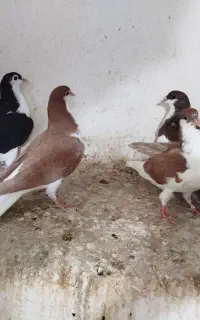 جوجه خوشرنگ