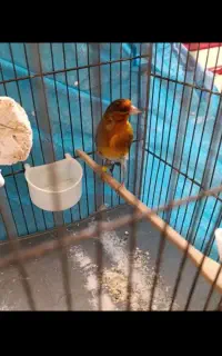 سهره قناری نر