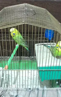 مرغ عشق