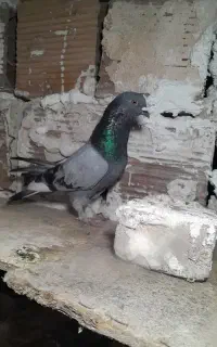 ۴کبوتر پرشی