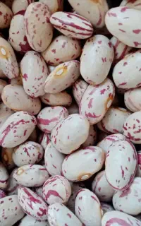 لوبیا چیتی