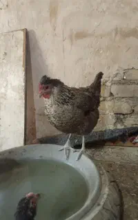 ۶ تا مرغ تخم گذار کاکلی و ۳ تا نیمچه خروس