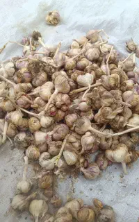 سیر محلی کیسکان