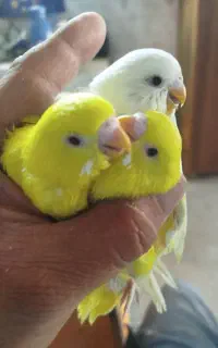 جوجه مرغ عشق هلندی چشم قرمز سرلاکی دستی کردن