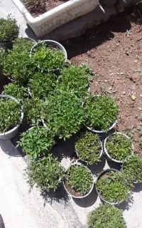 فروش نهال گوجه سلادی و ربی