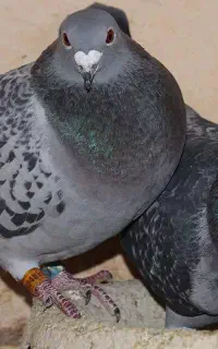 کبوتر پرشی نر و ماده