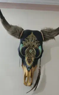 جمجمه طبیعی گاو هلندی