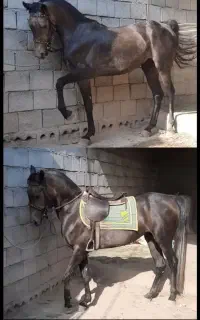اسب