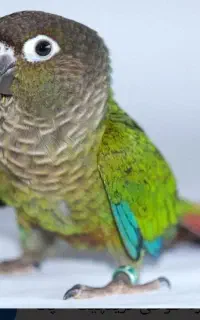 گرینچیک گمشده