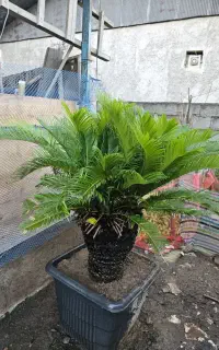 سیکاس و یوکا