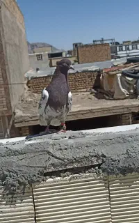 کبوتر کله سرخ