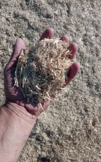 کاه جو (آرپا سامانی)
