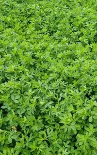 یونجه علف خشک چرخاب