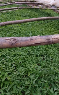 نیشه گوجه فرنگی