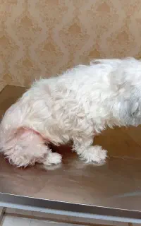 کوتاهی موی سگ