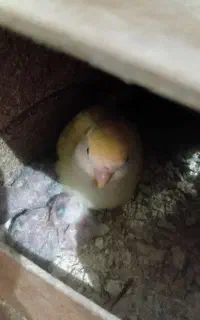 کوتوله با جوجه و دوچرخه