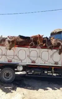 خرید و فروش اسب پالونی و سواری دار از همه نقاط