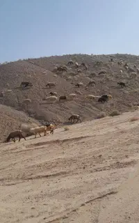میش افشاری