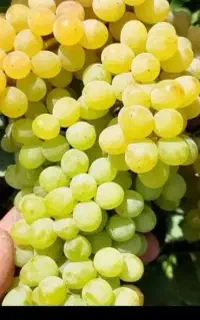 کار گر باغ اسپار