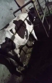 معاوضه گاو شیری با ورزا