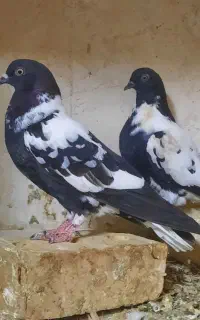 یک جفت جونه افغونی