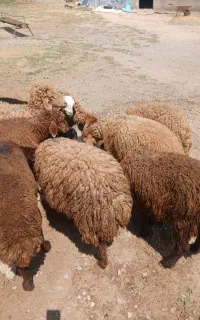 9تا بره ماده