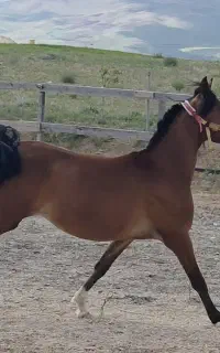 اسب
