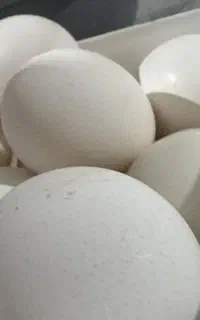 تخم مرغ تازه و نطفه دار