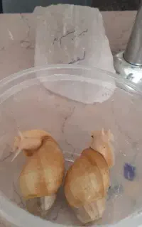 حلزون