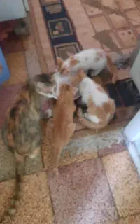 حیوان خاحیوان خانگی گربه