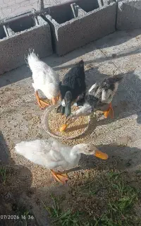 اردک
