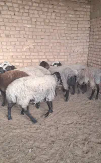 شیشک ابستن  جنس چالی