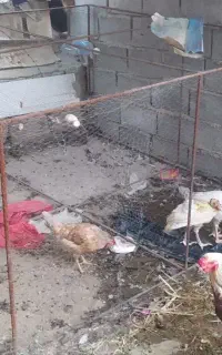قفس آهنی بزرگ