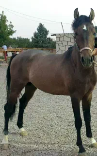 اسب نریان کورد