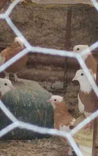 معاوضه طوق زردیک