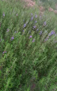 بادرنجویه