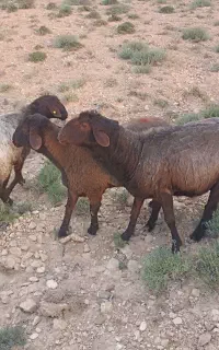 فروش قوچ افشاری درجه یک به ضمانت همه چیز