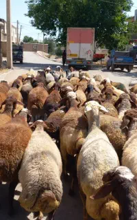 ۶۰تا گوسفند داشتی جوان آبستن