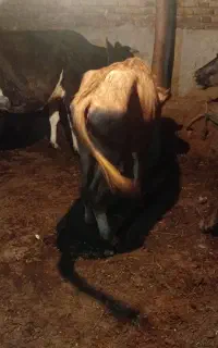 گوساله گاومیش