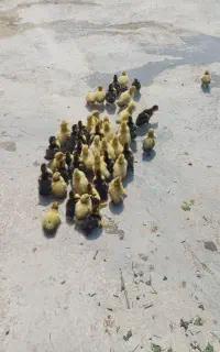 جوجه اردک اسرائیلی