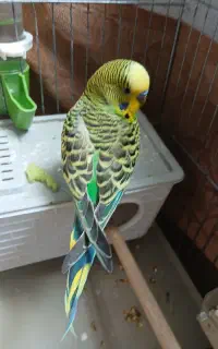 پرنده گمشده