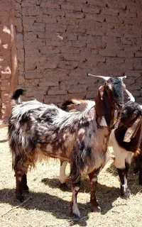 بز جوان