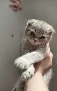 گربه