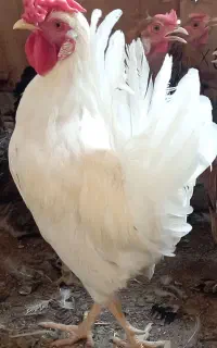 فروش خروس محلی