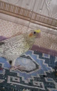 جوجه عروس هلندی