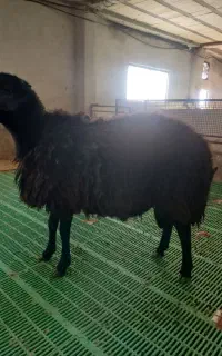 فروش قوچ همو