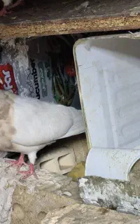 کبوتر طوقی