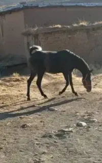 مادیون نوه شورش شریف سه ساله بدون خطا