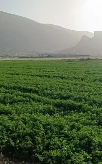 یونجه