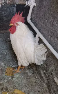 حیوان خانگی